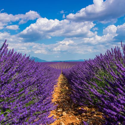 field of lavender