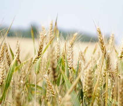 wheat field