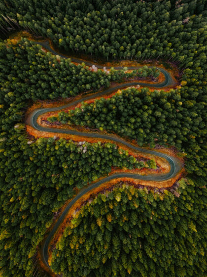 Aerial view of path through green forest